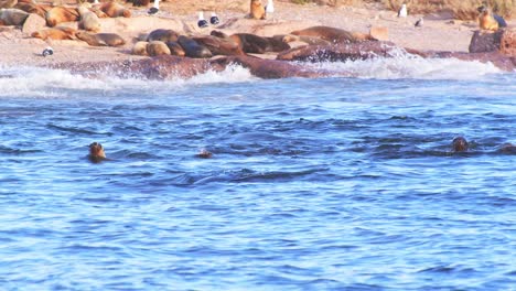 Eine-Gruppe-Von-Seelöwen-Schwimmt-Nahe-Der-Küste,-Während-Die-Wellen-Gegen-Die-Felsen-Plätschern,-Wo-Andere-Ruhen