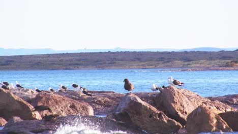 Boat-POV-of-a-Seagull-colony-resting-on-rocks-and-giant-petrels-jostling-for-the-rock-space