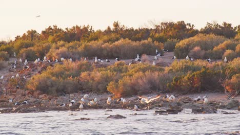 Wide-Shot-of-a-island-with-multiple-pairs-of-Kelp-Gulls-resting-and-flying-in-on-a-island-covered-with-short-bushes
