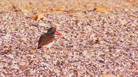 Cinematic-Camera-view-of-Single-Magellanic-oystercatcher-bird-standing-on-one-leg-on-sandy-shore-and-walks-away