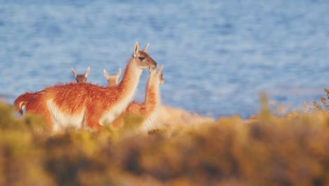 Tracking-a-Guanaco-from-herd-as-it-walks-across-in-slow-motion-in-front-of-the-sea