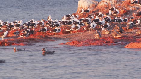 Large-Colony-of-Kelp-Gulls-along-with-speckled-teals-on-a-exposed-island-resting-swimming
