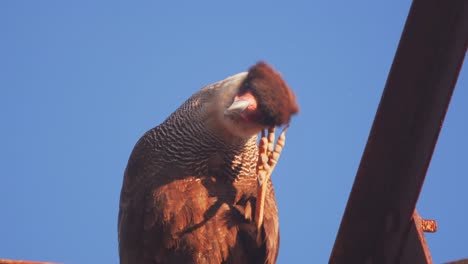 Closeup-Portrait-of-a-preening-Crested-Caracara-using-its-talons-to-scratch-its-head-,-blue-sky