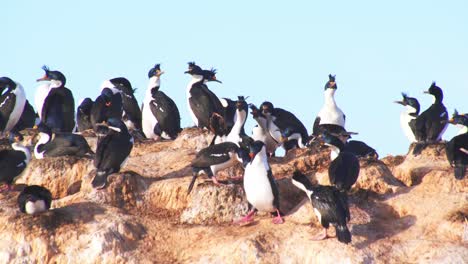 Colony-of-Imperial-Shags-protecting-their-nests-and-jostling-for-space