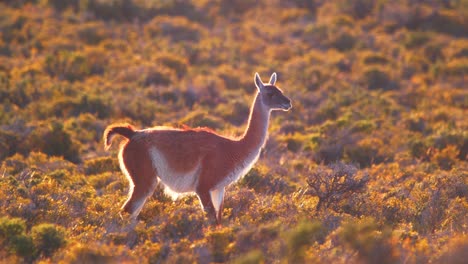 Single-Guanaco-Walking-across-the-meadow-with-colorful-bushes-backlit,-rim-light-effect-slow-motion