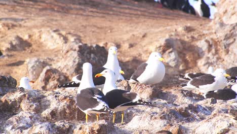 Small-Flock-of-Kelp-Gulls-keeping-a-watchful-eye-on-other-nesting-birds-to-attempt-robbing-the-nests
