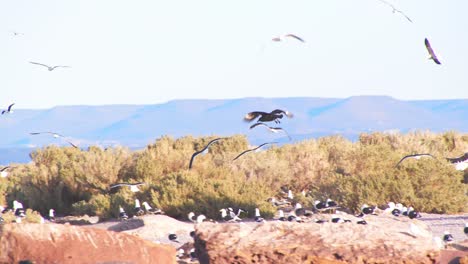 Mehrere-Fliegende-Seevögel-Landen-Auf-Der-Insel-Mit-Kurzen-Büschen-An-Der-Küste-Patagoniens
