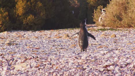 Magellan-Pinguin-Steht-Am-Sandigen-Ufer,-Schüttelt-Mit-Dem-Rücken-Seinen-Stummelschwanz-Und-Schlägt-Mit-Den-Flügeln