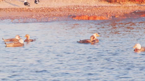 Small-flock-of-Speckled-Teal-ducks-seen-swimming-near-the-coast-in-golden-light