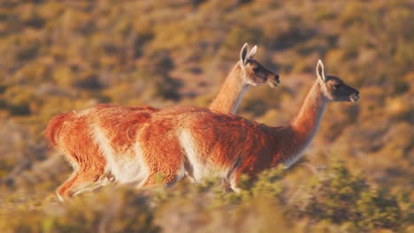 Closeup-Tracking-of-Galloping-Guanacos-across-the-bushes-in-golden-light-,-slow-motion-animals
