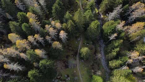 Drone-on-the-forest-and-stones-in-Val-di-Mello,-eagle-eye-on-the-forest,-Italy