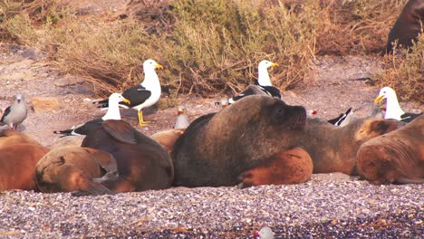 Ein-Schwarm-Seemöwen-Jagt-Zwischen-Den-Schlafenden-Seelöwen-An-Der-Sandküste-Nach-Häppchen