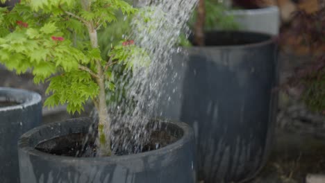 Small-tree-planted-in-large-pot-being-watered