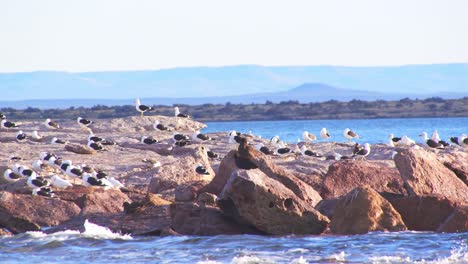 Große-Seemöwenkolonie-Auf-Einer-Exponierten-Felseninsel-Mit-Einem-Seltsamen-Paar-Riesensturmvögel