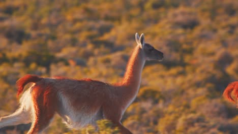 Closely-Tracking-a-Guanaco-herd-as-they-run-in-slow-motion-across-with-they-long-legs
