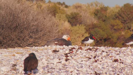 Sandy-coastline-with-multiple-waterbirds-including-black-and-American-oystercatchers-and-a-sitting-teal
