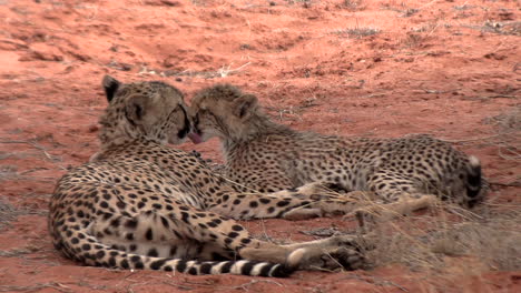 A-mother-cheetah-shows-affection-when-she-grooms-and-licks-her-cub