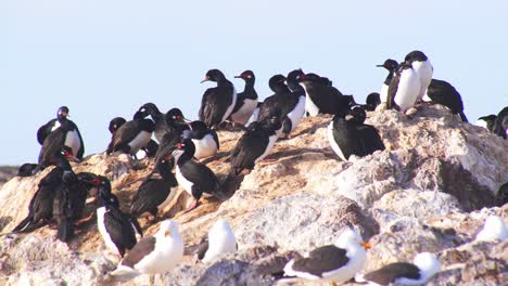Circular-shot-of-a-rocky-nesting-colony-of-Imperial-Cormorants-with-blue-sky-background-basking-in-sunlight