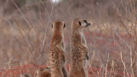 Two-meerkats-stand-upright-next-to-each-other-and-scan-the-area-for-any-danger