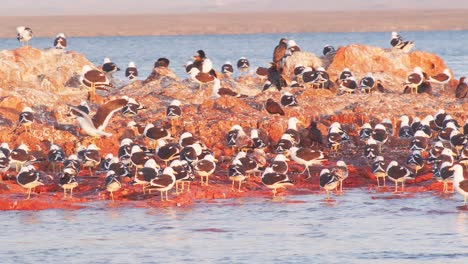 Huge-Colony-of-Sea-Birds-basking-in-sun-on-a-rocky-island-in-the-sea-including-seagulls-cormorants,-petrels-,-waves