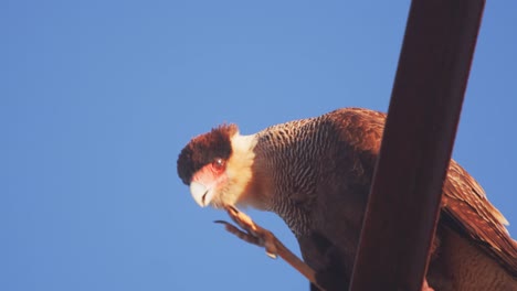Closeup-Side-view-of-a-Crested-Caracara-scratching-its-head-with-its-sharp-talons-sitting-on-a-rusted-perch