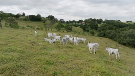 Aufnahmen-Einer-Gruppe-Weißer-Kühe-Auf-Einem-Feld-In-Brasilien
