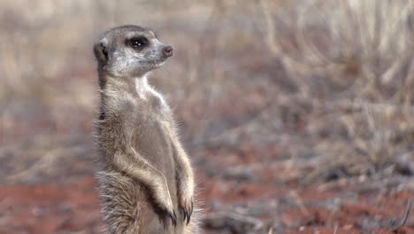 Close-up-of-a-meerkat-standing-up-and-looking-around-to-spot-danger