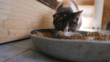 Slow-motion-footage-of-a-calico-cat-eating-cat-food-out-of-a-large-tin