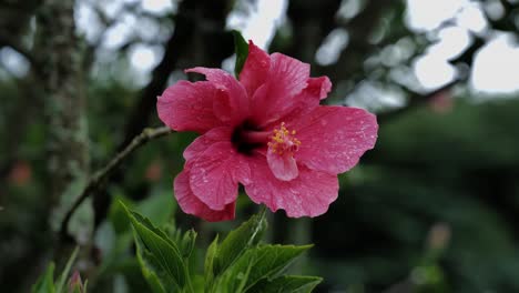 A-red-hibiscus-flower-moves-back-and-forth-in-the-wind