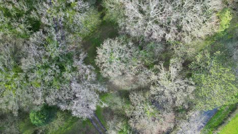 Overhead-footage-of-Bere-Forest-Hampshire-in-spring-with-trees-coming-into-leaf-just-above-tree-tops-on-sunny-day