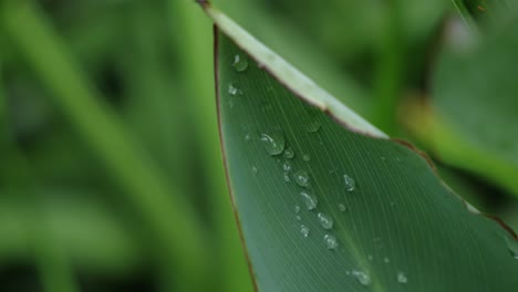 A-beautiful-green-leaf-of-a-paradise-flower-with-a-dew-drop