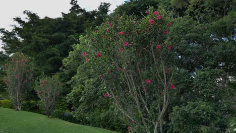 Un-Hermoso-Jardín-Con-Césped-Y-Arbustos-Con-Flores-Rojas
