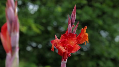 Nahaufnahme-Einer-Wunderschönen-Rot-orangefarbenen-Blume-Im-Vordergrund-Und-Des-Gartens-Im-Hintergrund