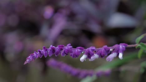 Ein-Zweig-Mit-Violett-weißen-Blüten-Des-Mexikanischen-Buschsalbeis