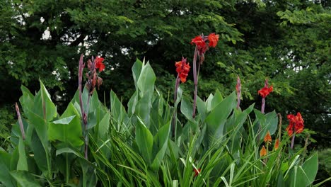 A-bunch-of-bright-red-canna-lilies-in-a-garden