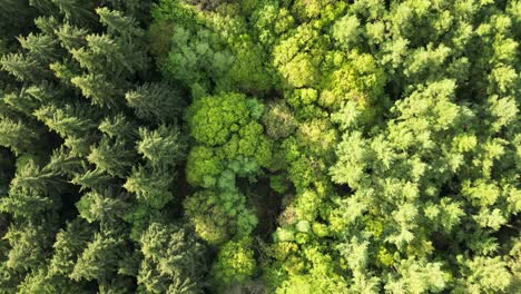 Overhead-Aufnahmen-Von-Bere-Forest-In-Hampshire-Im-Frühling-Mit-Gemischten-Bäumen,-Die-An-Einem-Sonnigen-Tag-Sehr-Lebhaft-Blätter-Entwickeln-Und-Direkt-über-Den-Baumwipfeln-Fliegen