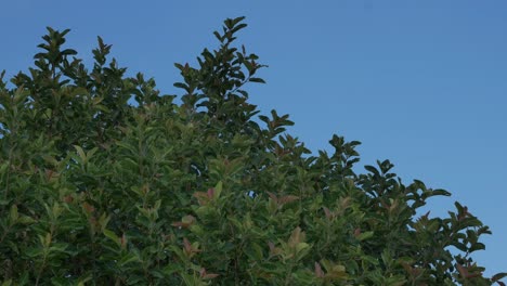 Ein-Wunderschöner-Grüner-Busch-Im-Wind-Vor-Einem-Strahlend-Blauen-Himmel