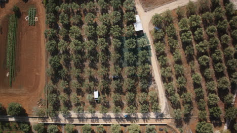 Wide-top-down-aerial-timelapse-on-an-Olive-Farm-of-workers-doing-the-harvest