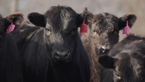 Herd-of-brown-cows-displaying-livestock-tracking-identity-ear-tags-looking-at-camera