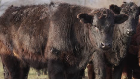 Hairy-brown-breed-of-cows-looking-at-camera-displaying-farming-identity-monitoring-tags