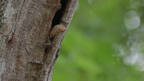 Left-front-leg-out-to-balance-while-closing-its-eyes-to-sleep,-Clouded-Monitor-Lizard-Varanus-nebulosus,-Thailand