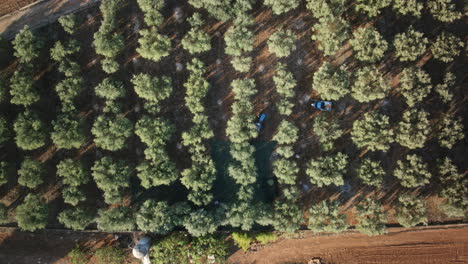 Close-top-down-aerial-timelapse-of-workers-on-an-Olive-Farm-harvesting