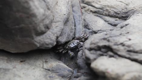 Close-up-of-a-cute-crab-coming-out-from-the-rocks-in-a-coastal-seashore-of-an-Australian-beach