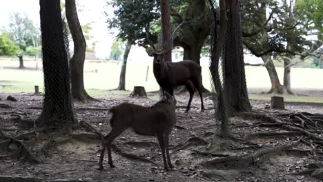 Paar-Hirsche,-Die-Im-Nara-Hirschpark-Voneinander-Abstehen