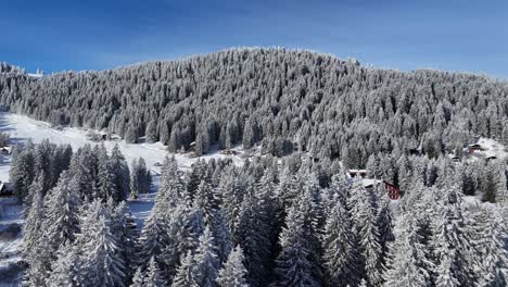 Brambrüesch,-Schweiz,-Luftaufnahme,-Die-über-Verschneite-Bäume-Und-Häuser-Fliegt