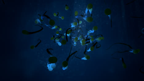 Unterwasserwelt.-Nahaufnahme-Einer-Gruppe-Vieler-Blauer,-Durchscheinender-Würmer-Oder-Kaulquappen-Oder-Samenzellen,-Die-An-Einer-Stelle-Laichen-Und-Aktiv-Vorwärts-Kriechen.