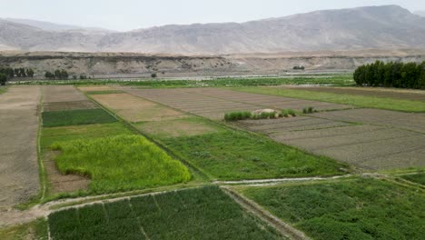 Bird's-eye-View-of-Agricultural-Fields