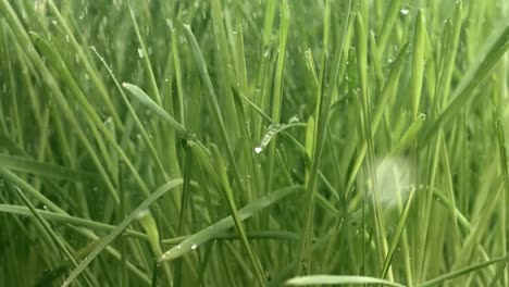 Green-grass-close-up-raindrops-slowly-falling-on-the-grass.