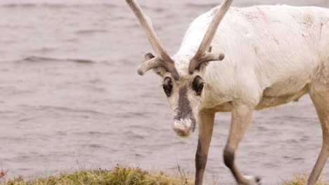 Reindeers-in-natural-environment,-the-North-of-Norway,-Nordkapp.-Beautiful-nature-of-Norway.