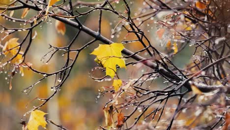 Leaves-and-branches-of-trees-in-late-autumn-during-rain.